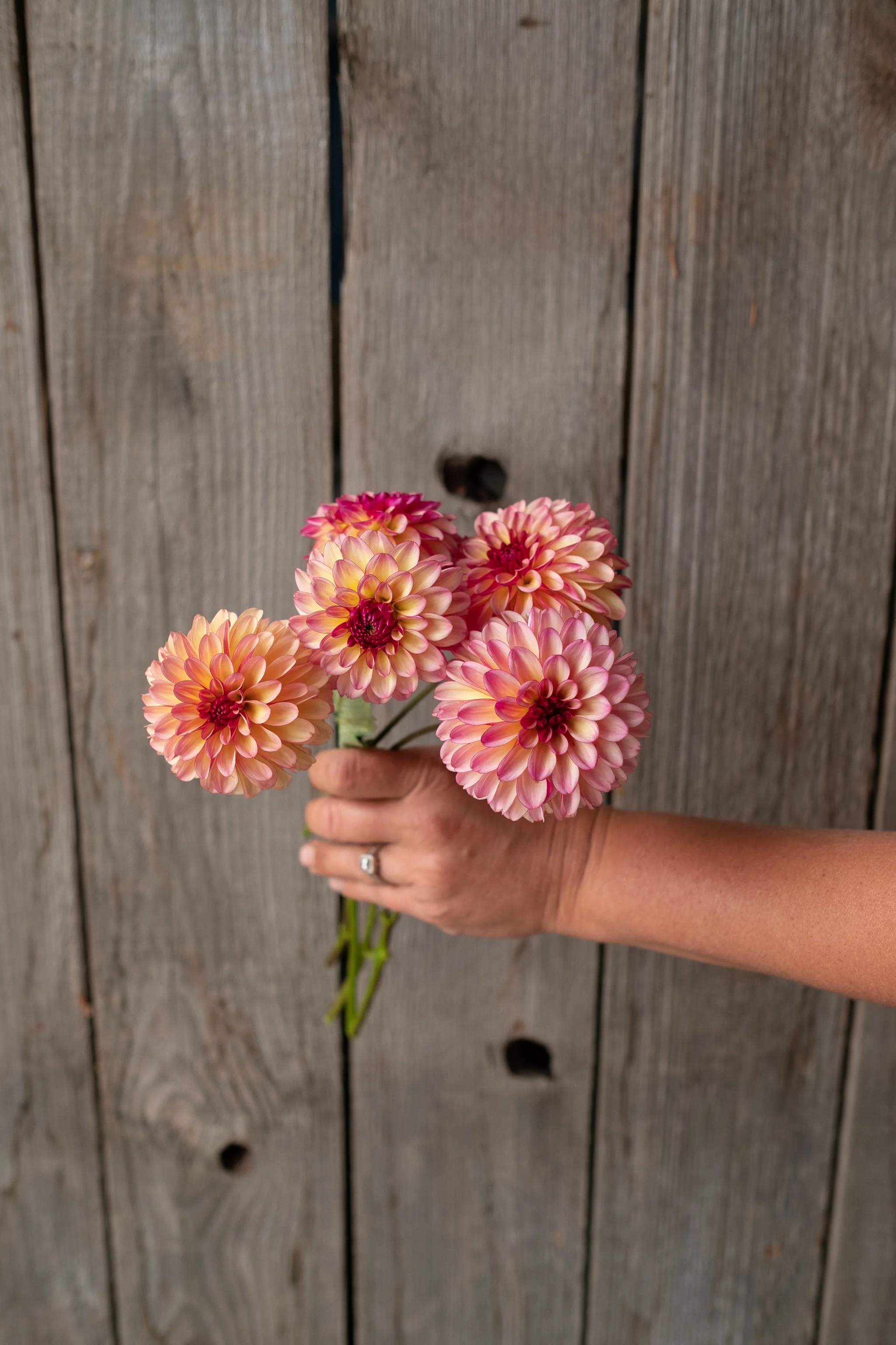 Foxy Lady — Pretty Flower Farm